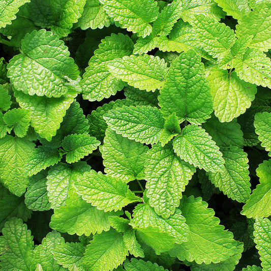 Ingredient Spotlight: Peppermint Extract