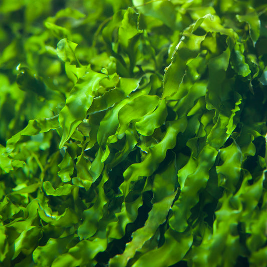 What’s In Your Skincare? Seaweed